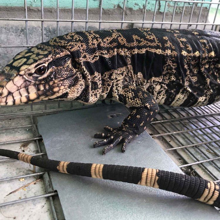 cover art for Argentine Black and White Tegu Invasion 