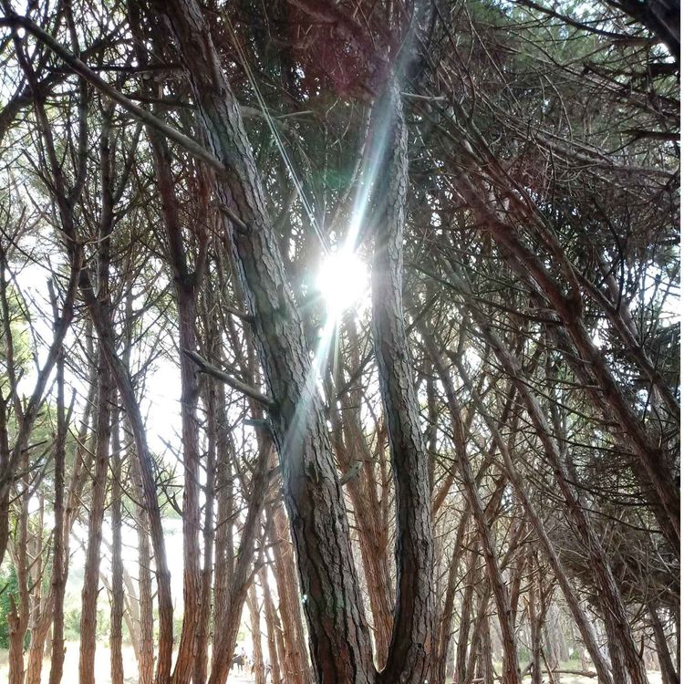 cover art for Meditación con los Árboles: primer contacto