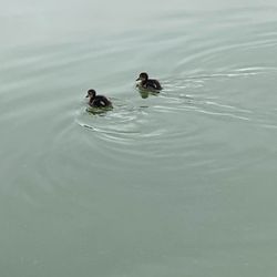 cover art for Rip the Script