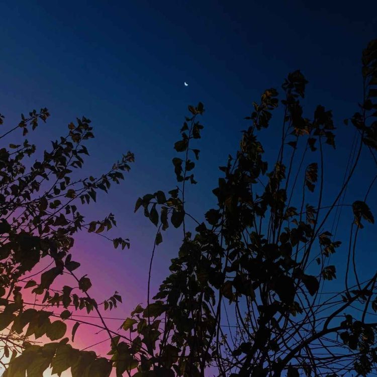 cover art for Efectos económicos en el Perú debido a la crisis alimentaria mundial. 