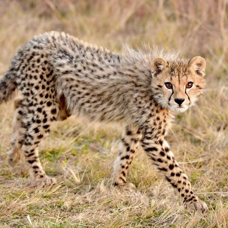 cover art for DM's New Podcast: Welcoming our New Guests- "Asiatic Cheetahs" to India