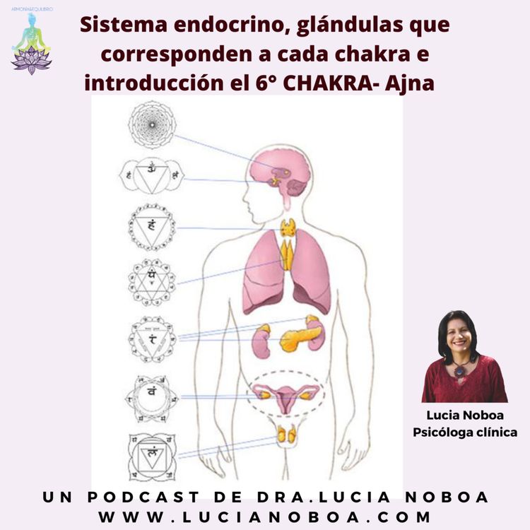 cover art for Sistema endocrino, glándulas que corresponden a cada chakra e introducción al 6º chakra-Ajna