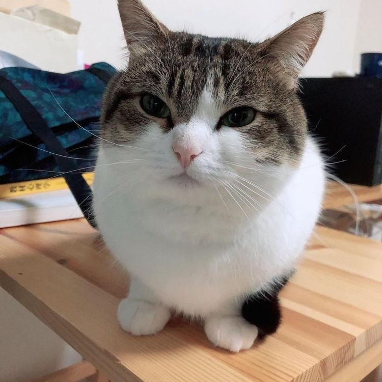 cover art for Jazz Review #1 - See me again by Billy Brown