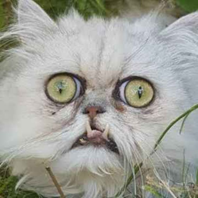 cover art for Tarea COMCOM