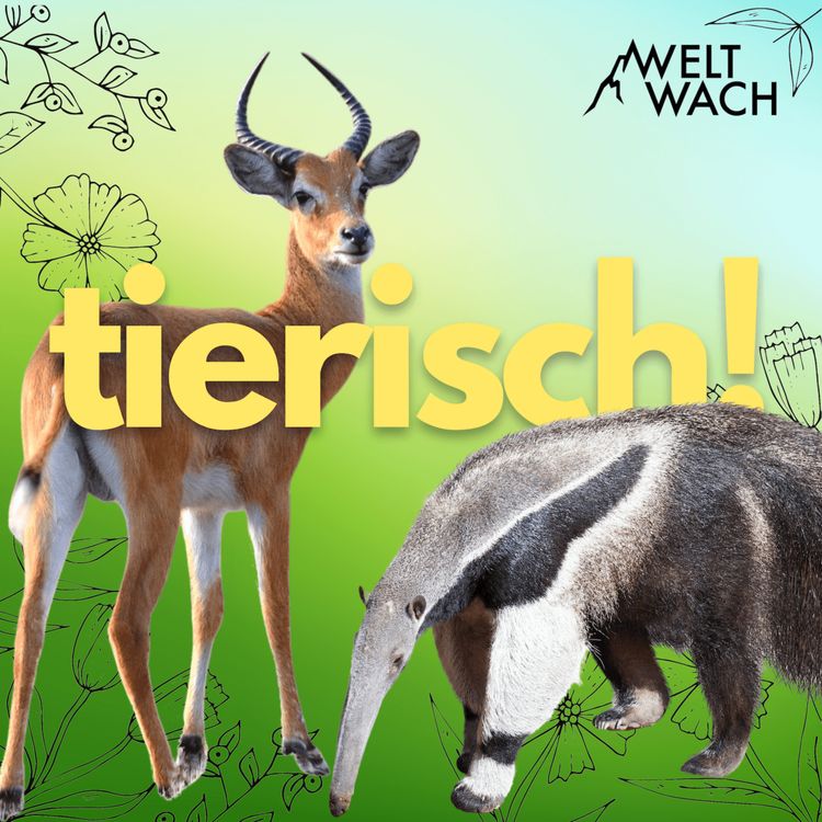 cover art for #25: Die Tierisch!-Pause ist vorbei! Aber – machen Tiere eigentlich auch mal ein Päuschen? 