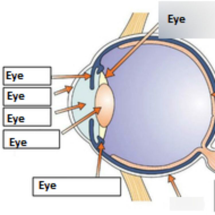 cover art for Bergsonism