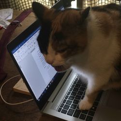 cover art for About Last Mic