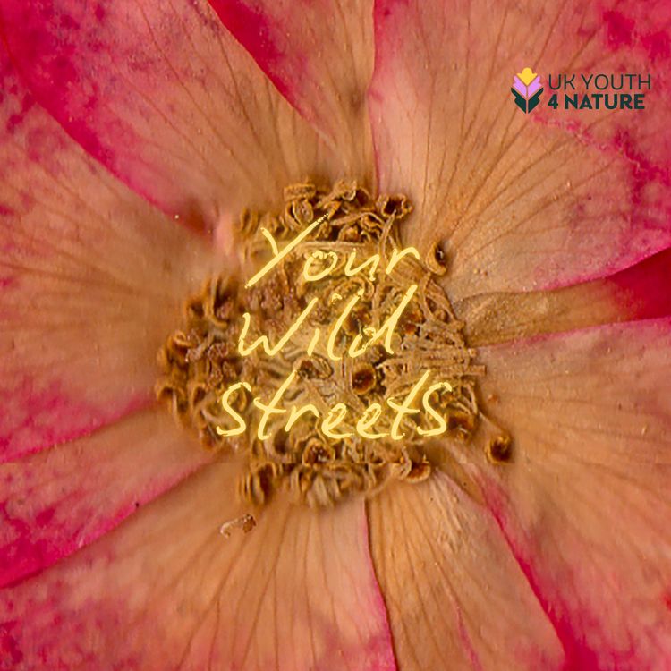 cover art for Welcome to Your Wild Streets