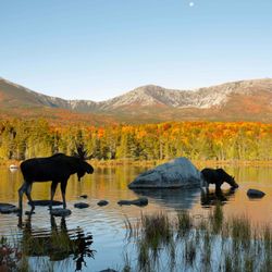 cover art for Wild and Wonderful Podcast