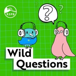 cover art for Wild Questions