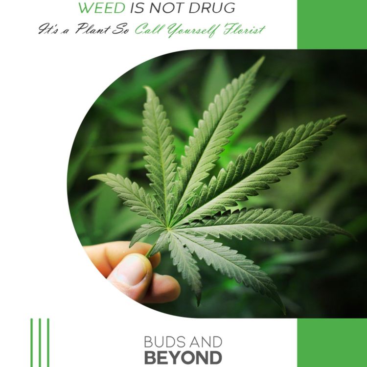 cover art for Cannabis Strain: A Definitive Guide to Growing