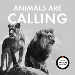 cover art for Animals Are Calling