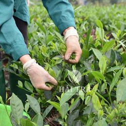 cover art for Hai Tra Tan Cuong Che Thai nguyen gia xuong