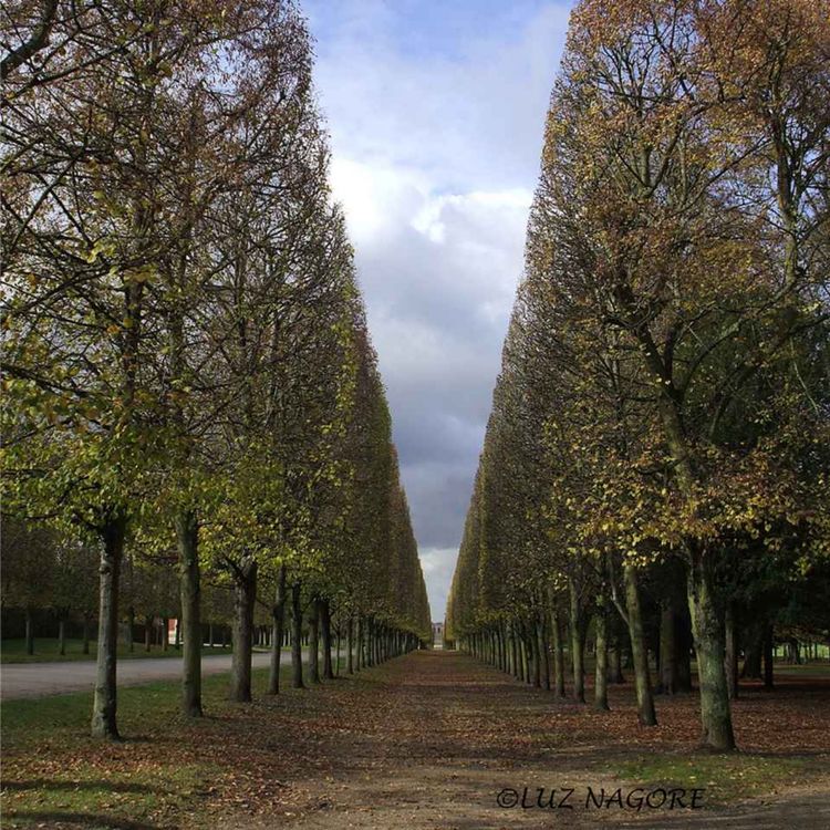 cover art for Transforma tu vida con conciencia 14