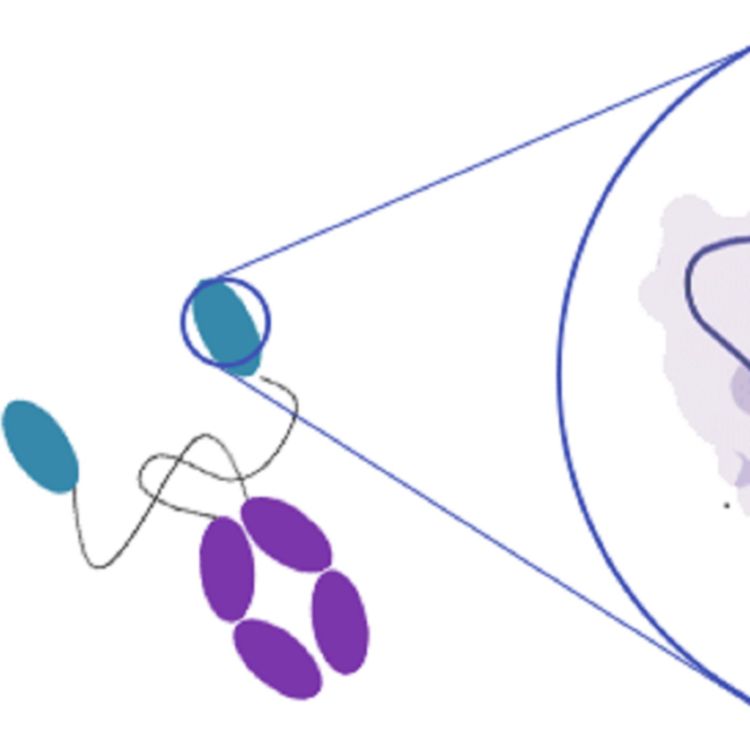 cover art for ChIRP for RNA-Protein Interactions Analysis