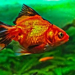 cover art for Cara Memilih Ikan Air Tawar Untuk Aquarium