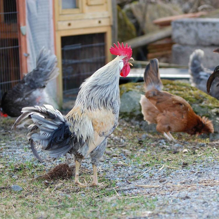 cover art for Att hålla höns på vintern