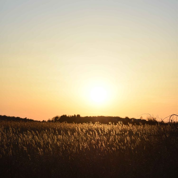 cover art for Welcome to Rewilding Connection