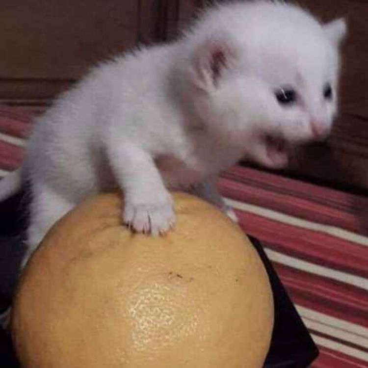 cover art for Capitulo Piloto